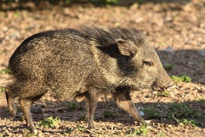 Collared Peccary / young