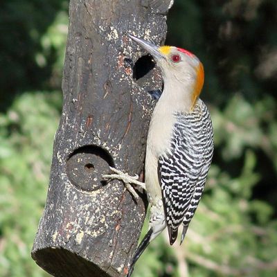 Golden-fronted Woodpecker ♂