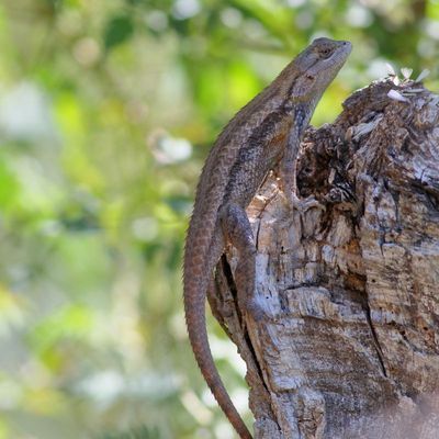 Texas Spiny Lizard