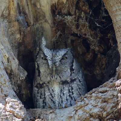 Eastern Screech-Owl