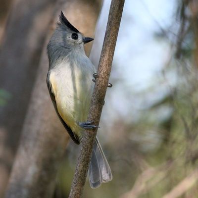 Black-crested Titmouse