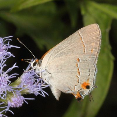 Variant / Gray Hairstreak