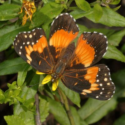 Bordered Patch