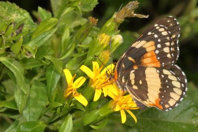 Bordered Patch