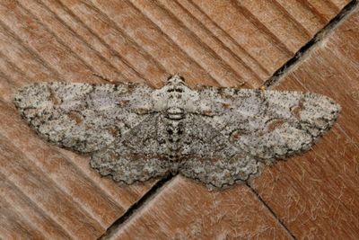 Hodges#6586 * Brown-shaded Gray Moth * Iridopsis defectaria
