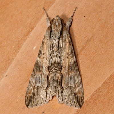 Hodges#8610 * Royal Poinciana Moth * Melipotis acontioides