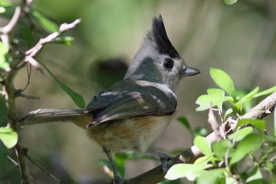 Black-crested Titmouse