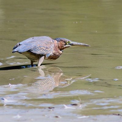 Green Heron