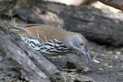 Long-billed Thrasher