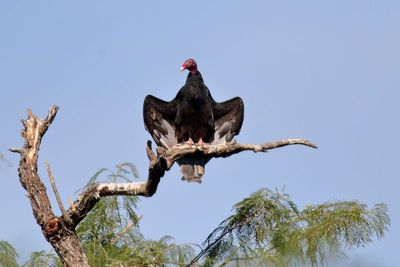 Turkey Vulture