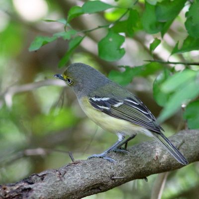 White-eyed Vireo