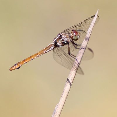 Roseate Skimmer ♀