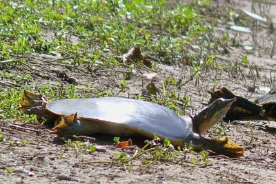 Texas Spiny Softshell