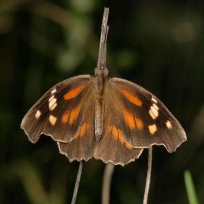 American Snout