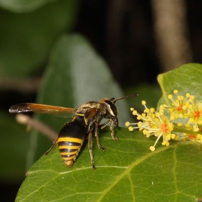 Pachodynerus nasidens or pulverulentus