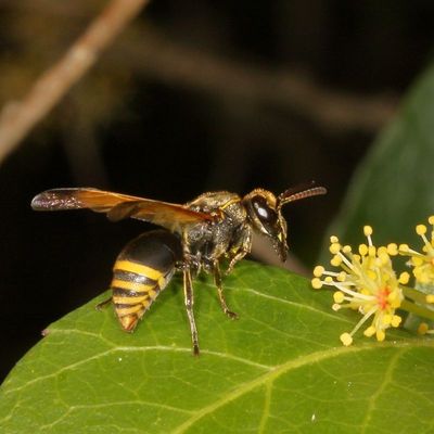 Pachodynerus nasidens or pulverulentus