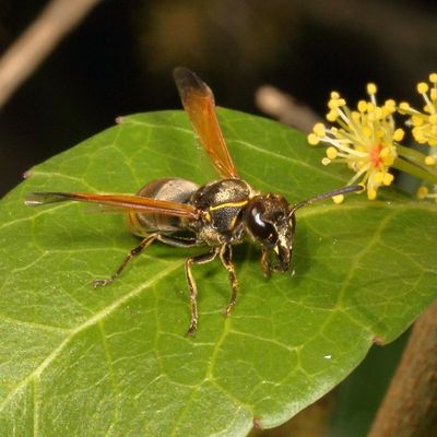 Pachodynerus nasidens or pulverulentus