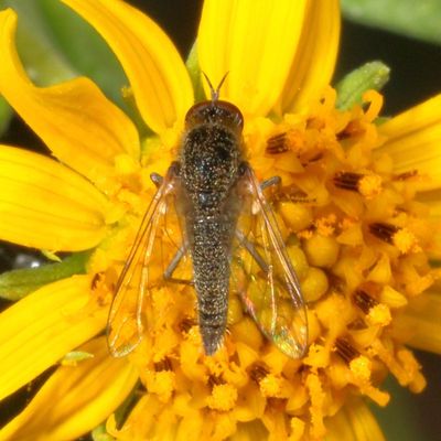 Subfamily Toxophorinae