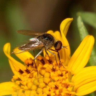 Geron Subgenus Geron 