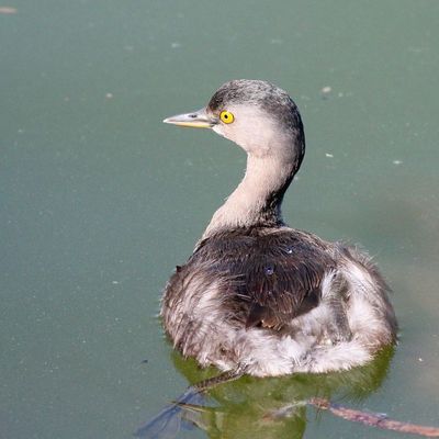 Least Grebe