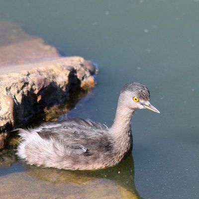 Least Grebe