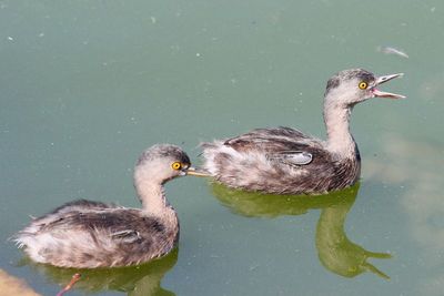 Least Grebe