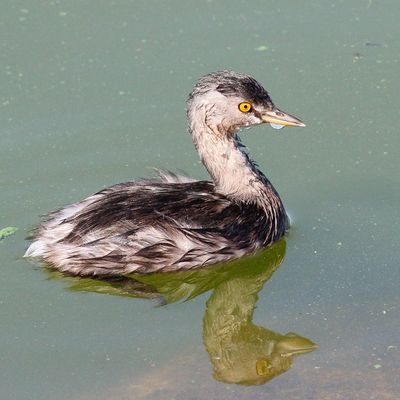 Least Grebe