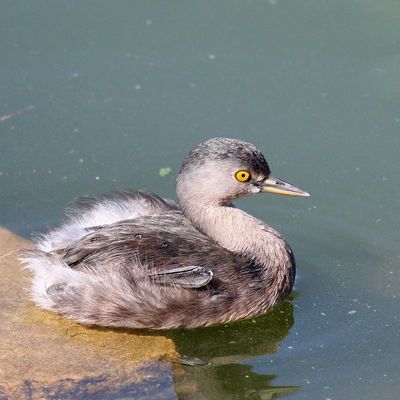 Least Grebe