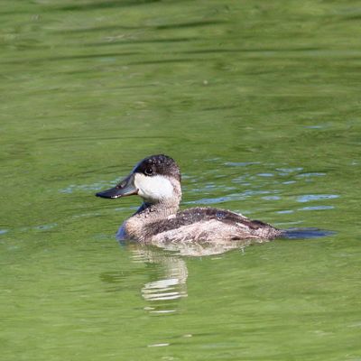 Ruddy Duck ♂