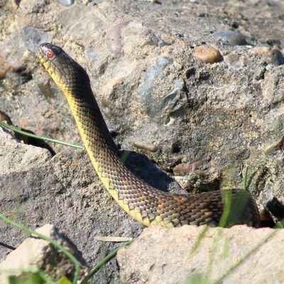 Diamondback Watersnake