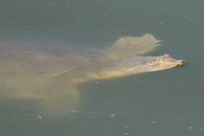 Texas Spiny Softshell