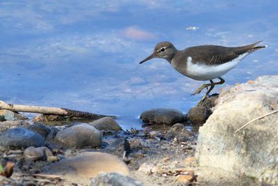 Spotted Sandpiper