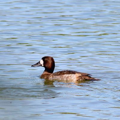 Lesser Scaup