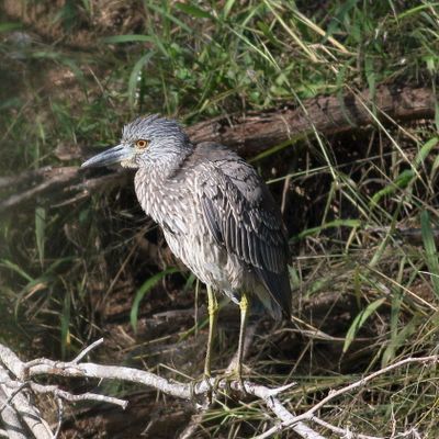 Yellow-crowned Night-Heron / Juvenile