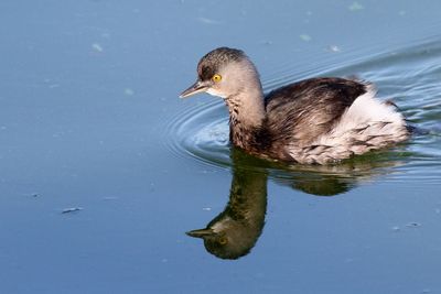 Least Grebe
