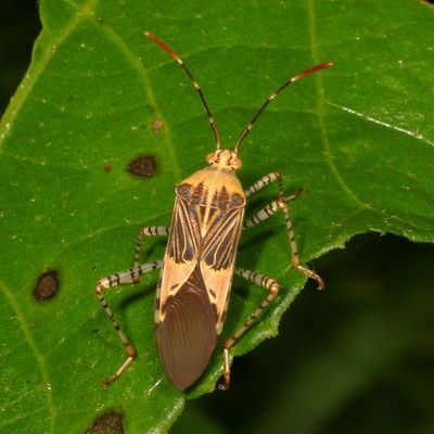 Hypselonotus punctiventris * Spot-sided Coreid