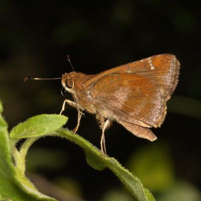 Clouded Skipper