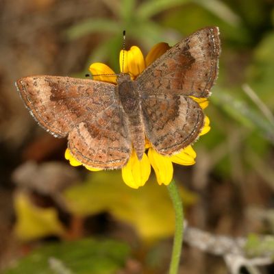 Fatal Metalmark