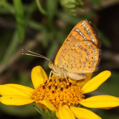 Fatal Metalmark