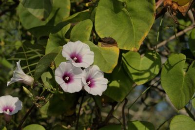 Ipomoea amnicola *Red-Center Morning-Glory 