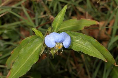 Commelina erecta * Blue Commelina 