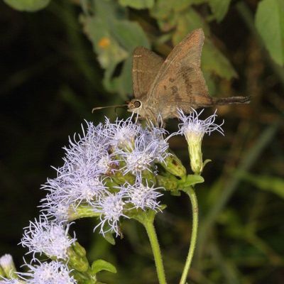 Brown Longtail