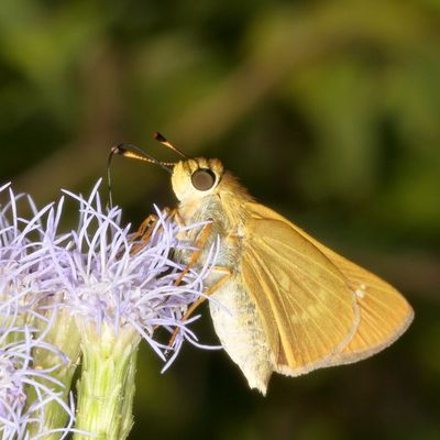 Common Mellana ♀