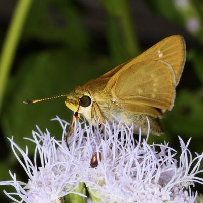 Common Mellana ♀