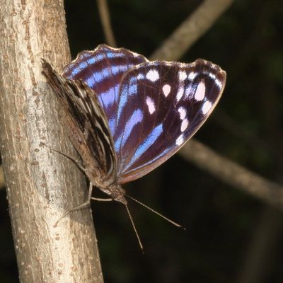 Mexican Bluewing ♀