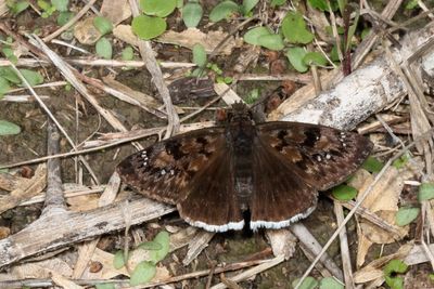 Mournful Duskywing ♀