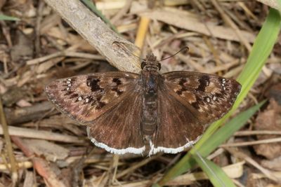 Mournful Duskywing ♀