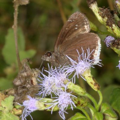 Mournful Duskywing ♀