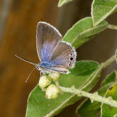 Reakirt's Blue ♀