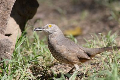 Long-billed Thrasher